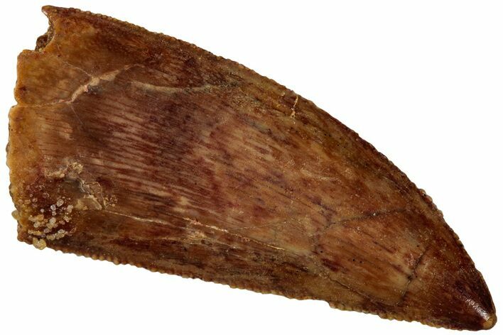 Serrated Raptor Tooth - Real Dinosaur Tooth #298151